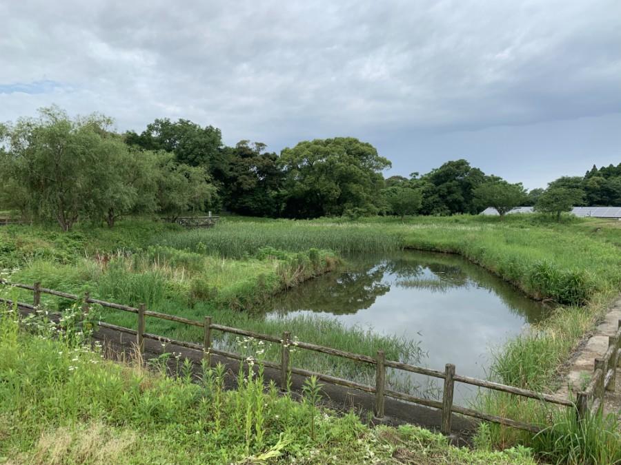 20190605ため池清掃 2