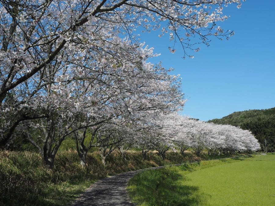 20200403 桜